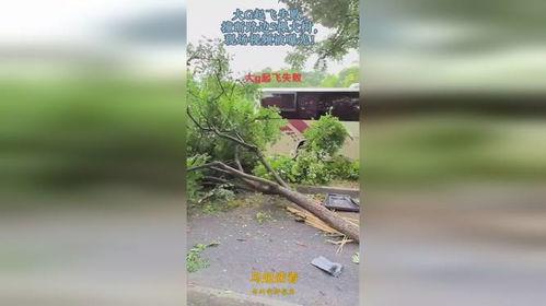 大树爆料视频大全最新,揭秘娱乐圈幕后真相 第3张 大树爆料视频大全最新,揭秘娱乐圈幕后真相 第3张